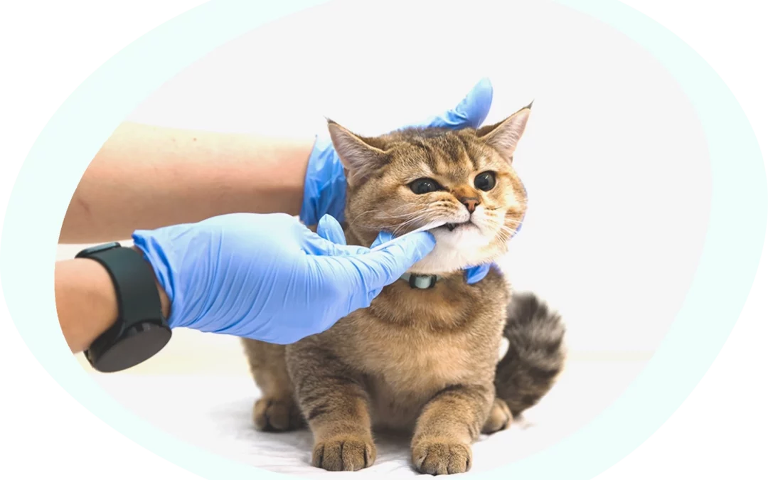 Warum ein DNA-Test für deinen Hund oder deine Katze unverzichtbar ist